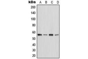Western blot analysis of MST2 expression in HeLa (A), Raw264. (STK3 anticorps  (C-Term))