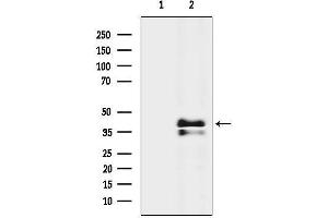 Western blot analysis of lysates from Rat liver, using AGTR1 Antibody.