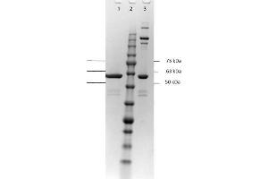 SDS-PAGE of DbpA Control Protein. (YBX3/DBPA Protéine)