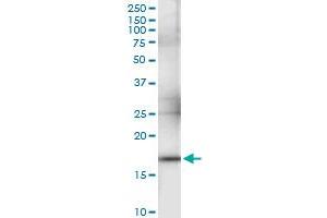 anti-Interferon, alpha 1 (IFNA1) (AA 1-189) antibody