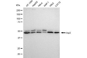 Western blotting analysis using Arp3 antibody (ABIN7797604). (Recombinant ANGPTL6 anticorps)