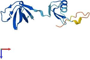 GRB2-Related Adaptor Protein-Like (GRAPL) (AA 1-118) protein (His tag)