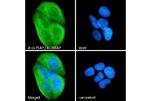 (ABIN185249) Immunofluorescence analysis of paraformaldehyde fixed MCF7 cells, permeabilized with 0.