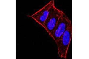Immunofluorescence analysis of Hela cells using CBX5 mouse mAb.