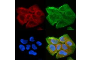 ABIN6263849 and ABIN6278605 staining Hela cells(30 min of UV treatment) by IF/ICC. (OR2A5/2A14 (C-Term) anticorps)