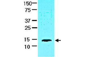 Cell lysate of HepG2 (30 ug) was resolved by SDS-PAGE and probed with FABP1 monoclonal antibody, clone 2G4  (1:1000).