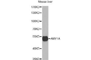 Western blot analysis of extracts of mouse liver, using AMY1A antibody. (AMY1A anticorps)
