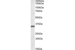 Western Blotting (WB) image for anti-Fibrinogen-Like 1 (FGL1) (Internal Region) antibody (ABIN2464322) (FGL1 anticorps  (Internal Region))
