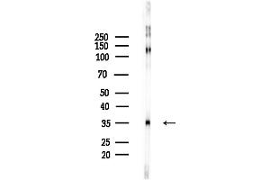 Western blot analysis of lysates from Mouse brain, using Phospho-PPP1CA (Thr320) Antibody at 1/1000 dilution.