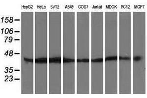 Image no. 2 for anti-ATG3 Autophagy Related 3 (ATG3) antibody (ABIN1496761) (ATG3 anticorps)