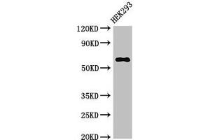 Western Blot Positive WB detected in: HEK293 whole cell lysate All lanes: TRAF3 antibody at 3. (TRAF3 anticorps  (AA 1-40))