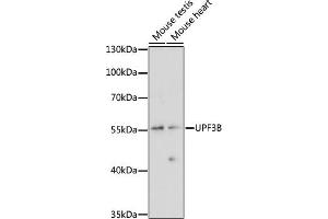 Western blot analysis of extracts of various cell lines, using UPF3B antibody (ABIN7271228) at 1:1000 dilution. (UPF3B anticorps  (AA 1-180))