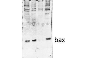 Western Blot (WB) analysis of HeLa MCF-7 U2OS 3T3 cells, antibody was diluted at 1:500. (BAX anticorps  (Internal Region))