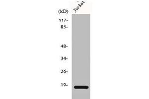 Western Blot analysis of HeLa cells using Cofilin Polyclonal Antibody (Cofilin1/2 (CFL1/2) (Internal Region) anticorps)
