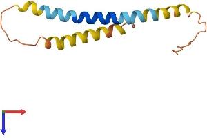 AlphaFold protein structure predicition of Mouse Recombinant Rprm Protein, UniprotID Q9JJ72