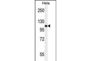 Western blot analysis in Hela cell line lysates (35ug/lane). (Androgen Receptor anticorps  (AA 365-392))