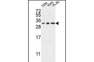 TSN2 Antibody (Center) (ABIN653269 and ABIN2842786) western blot analysis in CEM,K562,HL-60 cell line lysates (35 μg/lane). (Tetraspanin 2 anticorps  (AA 109-137))