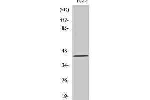 Western Blot analysis of various cells using HNK-1ST Polyclonal Antibody.