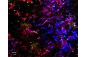 Immunofluorescence (IF) image for anti-Egf-Like Module Containing, Mucin-Like, Hormone Receptor-Like 1 (EMR1) antibody (Alexa Fluor 647) (ABIN2657886)