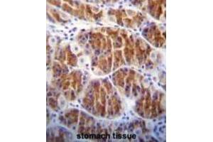 Immunohistochemistry (IHC) image for anti-CDC14 Cell Division Cycle 14 Homolog A (CDC14A) antibody (ABIN3003762)