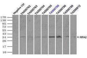 Image no. 2 for anti-Replication Protein A2, 32kDa (RPA2) antibody (ABIN1500739) (RPA2 anticorps)