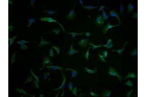 Immunofluorescence staining of U251 cells with ABIN7147591 at 1:100, counter-stained with DAPI.