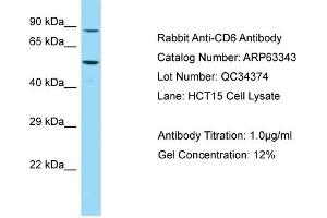 Western Blotting (WB) image for anti-CD6 (CD6) (C-Term) antibody (ABIN970340) (CD6 anticorps  (C-Term))