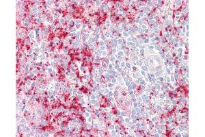 Anti-SEPT1 / Septin 1 antibody IHC staining of human spleen.