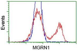 HEK293T cells transfected with either RC208284 overexpress plasmid (Red) or empty vector control plasmid (Blue) were immunostained by anti-MGRN1 antibody (ABIN2454418), and then analyzed by flow cytometry. (Mahogunin RING Finger Protein 1 anticorps)