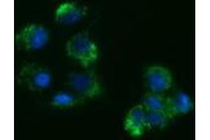 Immunofluorescence (IF) image for anti-Acetyl-CoA Acyltransferase 2 (ACAA2) antibody (ABIN2715631)
