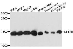 Western blot analysis of extracts of various cell lines, using RPL30 antibody. (RPL30 anticorps  (AA 1-115))