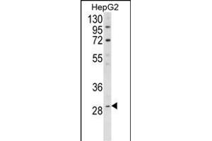 Western blot analysis of DIO1 Antibody (N-term) (ABIN390946 and ABIN2841139) in HepG2 cell line lysates (35 μg/lane).