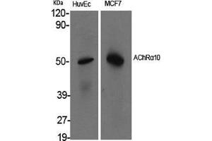 Western Blot (WB) analysis of specific cells using AChRalpha10 Polyclonal Antibody. (CHRNA10 anticorps  (C-Term))
