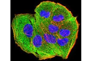 Immunofluorescence analysis of Hela cells using AEBP2 mouse mAb (green).