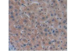 IHC-P analysis of Human Liver Tissue, with DAB staining. (MSTN anticorps  (AA 266-375))