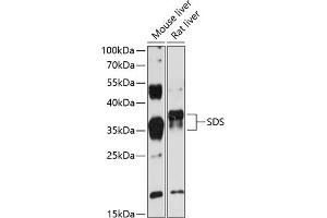 Western blot analysis of extracts of various cell lines, using SDS antibody (ABIN6132920, ABIN6147476, ABIN6147477 and ABIN6216699) at 1:3000 dilution.