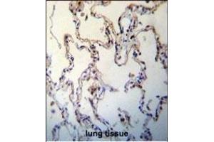 RAGE(AGER) Antibody (C-term) (ABIN389028 and ABIN2839245) immunohistochemistry analysis in formalin fixed and paraffin embedded human lung tissue followed by peroxidase conjugation of the secondary antibody and DAB staining. (RAGE anticorps  (C-Term))