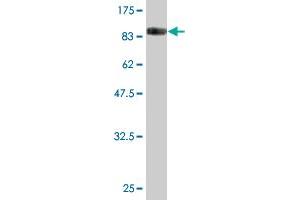 Western Blot detection against Immunogen (88. (FAM200A anticorps  (AA 1-573))