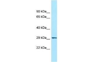 WB Suggested Anti-ORAI3 Antibody Titration: 1. (ORAI3 anticorps  (N-Term))