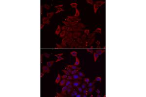 Immunofluorescence analysis of U2OS cells using PDHX antibody (ABIN5973826). (PDHX anticorps)