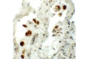 Immunohistochemistry (IHC) image for anti-Numb Homolog (NUMB) (C-Term) antibody (ABIN1030551) (NUMB anticorps  (C-Term))