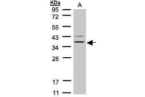 WB Image Sample(30 μg of whole cell lysate) A:H1299 12% SDS PAGE antibody diluted at 1:1000 (Purinergic Receptor P2Y, G-Protein Coupled, 13 (P2RY13) (Internal Region) anticorps)