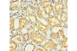 Immunohistochemistry of paraffin-embedded human kidney tissue using ABIN7165919 at dilution of 1:100 (PPP1R16B anticorps  (AA 101-400))
