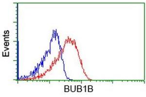 Image no. 2 for anti-Budding Uninhibited By Benzimidazoles 1 Homolog beta (Yeast) (BUB1B) antibody (ABIN1496997) (BUB1B anticorps)