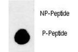Dot blot analysis of phospho-LC3B antibody.