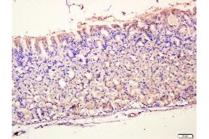 Paraformaldehyde-fixed, paraffin embedded mouse stomach tissue, Antigen retrieval by boiling in sodium citrate buffer(pH6) for 15min, Block endogenous peroxidase by 3% hydrogen peroxide for 30 minutes, Blocking buffer (normal goat serum) at 37°C for 20min, Antibody incubation with Rabbit Anti-MUC5AC Polyclonal Antibody, Unconjugated  at 1:400 overnight at 4°C, followed by a conjugated secondary and DAB staining