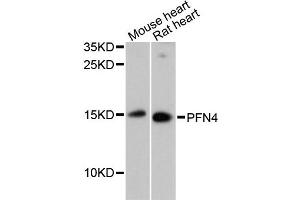 Western blot analysis of extracts of various cell lines, using PFN4 antibody (ABIN6291600) at 1:3000 dilution. (Profilin 4 anticorps)