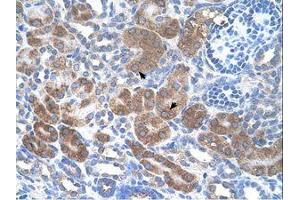 Image no. 1 for anti-CD36 (CD36) (N-Term) antibody (ABIN6738418)