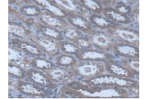 IHC-P analysis of Human Kidney Tissue, with DAB staining. (POFUT1 anticorps  (AA 238-388))