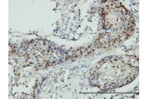 Image no. 1 for anti-RNA Guanine-7 Methyltransferase (RNMT) (AA 1-477) antibody (ABIN599057) (RNMT anticorps  (AA 1-477))